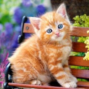 Пазли "Рудий кіт", 500 елементів