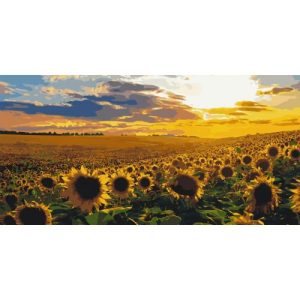 Картина по номерах "Поле соняхів" 40x80 см