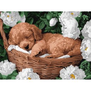Картина по номерах "Сплячий пудель" 30х40 см