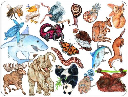 Гра настільна карткова дитяча "Занімалка"